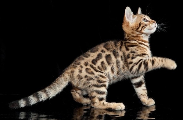 Юбилейная выставка кошек «Pearl Jubilee Show»