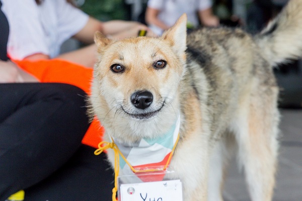 Благотворительная выставка бездомных животных «Осенний хвостофест»