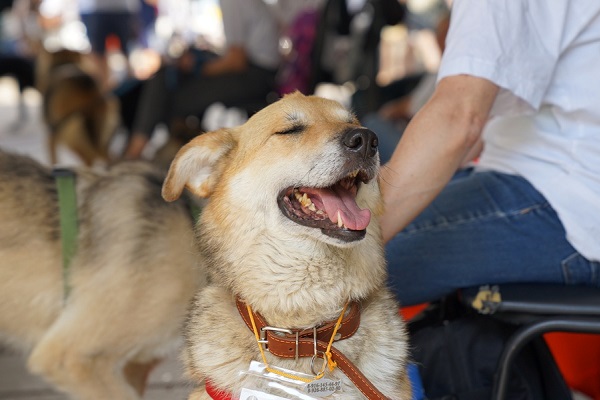 Благотворительная выставка бездомных животных «Осенний хвостофест»