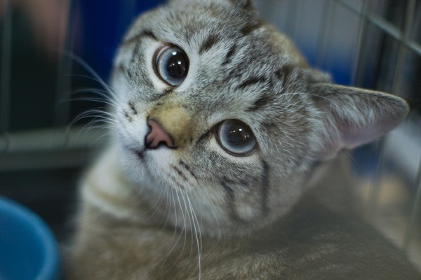 Благотворительная выставка бездомных животных «Осенний хвостофест»