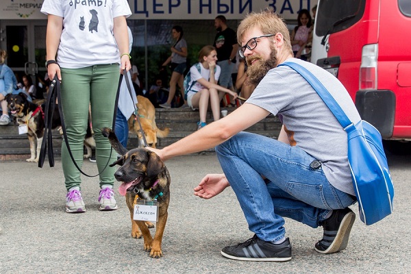 Благотворительная выставка бездомных животных «Осенний хвостофест»