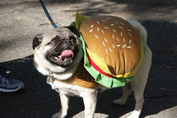 Костюмированный Парад собак