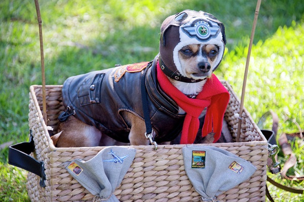 Костюмированный Парад собак