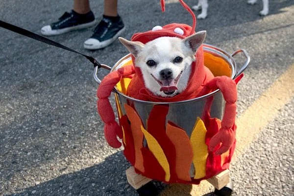 Костюмированный Парад собак