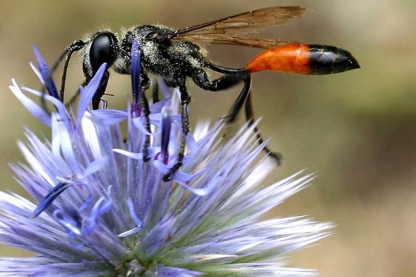 Выставка «Волшебник страны ос»