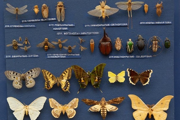 Выставка «Волшебник страны ос»