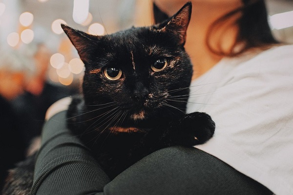 Фестиваль «Woof»