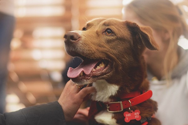 Фестиваль «Woof»