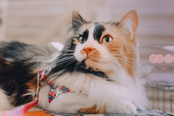 Фестиваль «Woof»