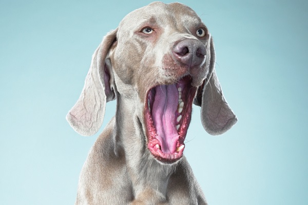 Фотовыставка «Неестественный отбор»