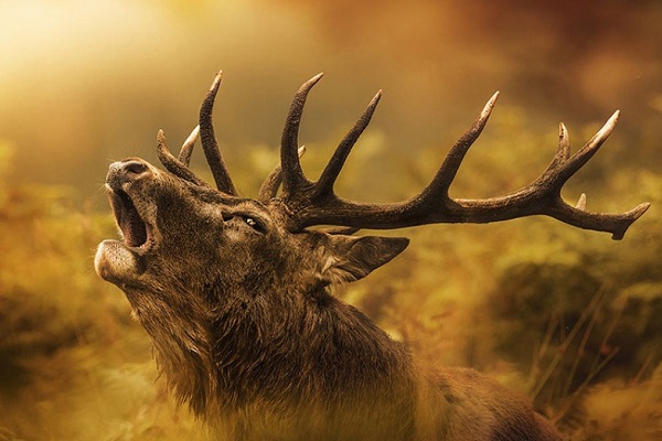 12-й Московский Международный фестиваль дикой природы «Золотая Черепаха – 2018»