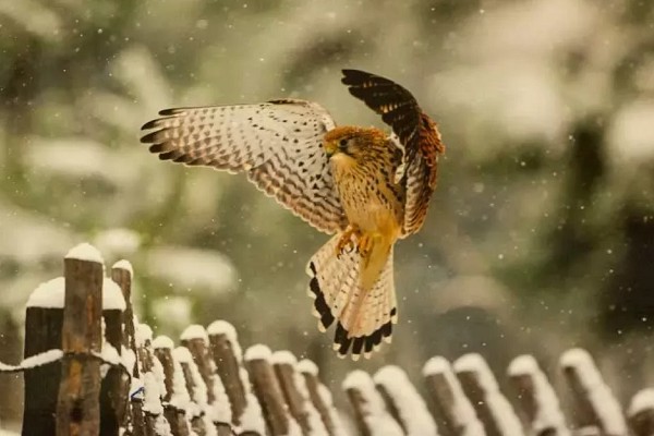 12-й Московский Международный фестиваль дикой природы «Золотая Черепаха – 2018»