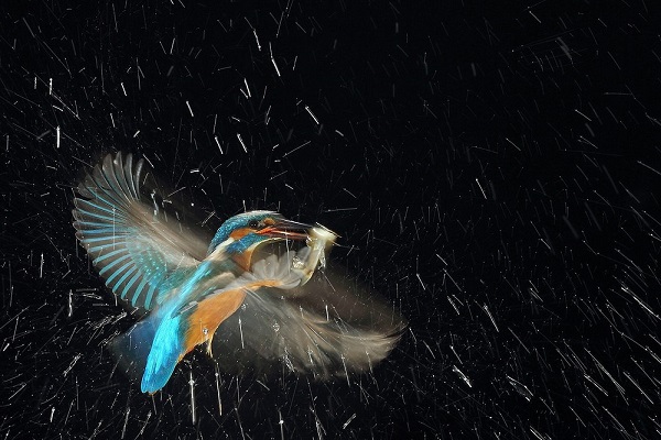 12-й Московский Международный фестиваль дикой природы «Золотая Черепаха – 2018»