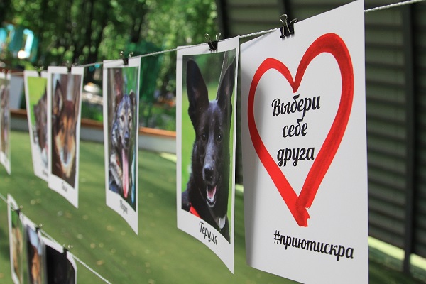 Выставка-пристройство собак «Искра-Fest – 2018»