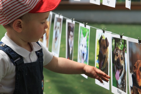 Выставка-пристройство собак «Искра-Fest – 2018»
