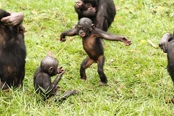 Фотовыставка «Бонобо»