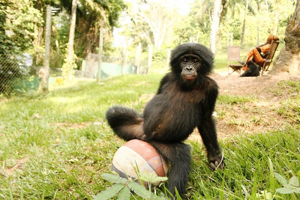 Фотовыставка «Бонобо»
