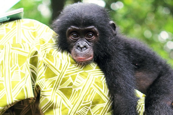 Фотовыставка «Бонобо»