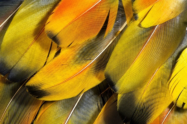 Выставка «Вокруг пера»