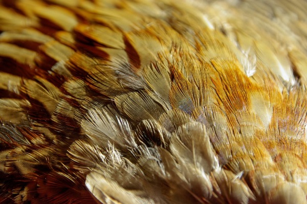 Выставка «Вокруг пера»