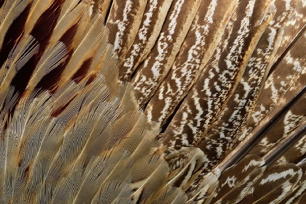 Выставка «Вокруг пера»