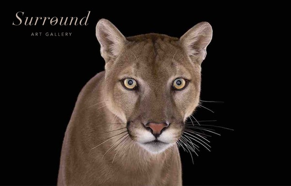 Выставка-продажа фотографии в стиле Fine Art «Легенды дикой природы»