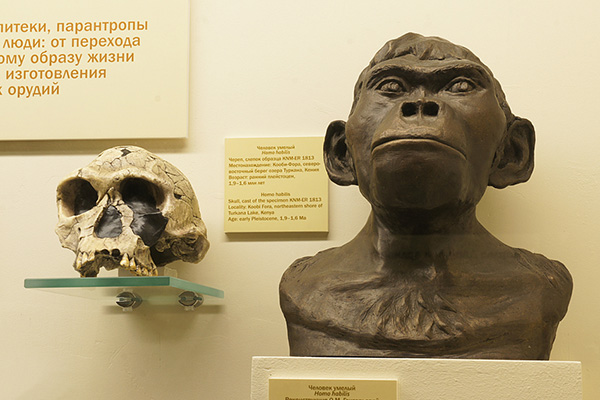 Палеонтологическая выставка «Превращение в человека»