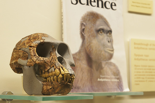 Палеонтологическая выставка «Превращение в человека»