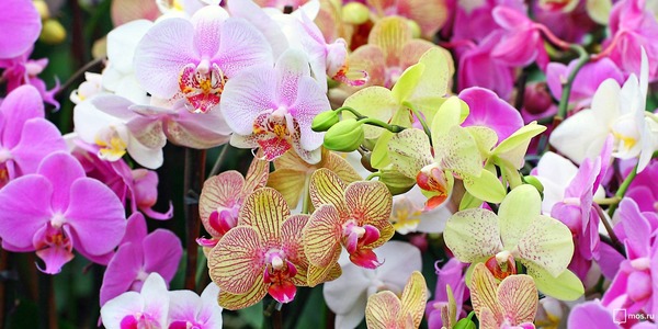 Фестиваль орхидей и хищных растений в «Аптекарском огороде»