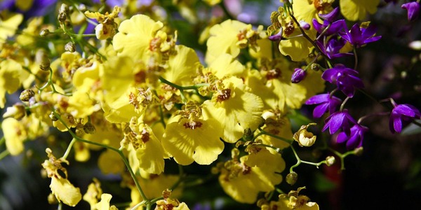 Фестиваль орхидей и хищных растений в «Аптекарском огороде»