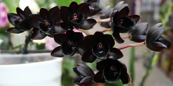 Фестиваль орхидей и хищных растений в «Аптекарском огороде»