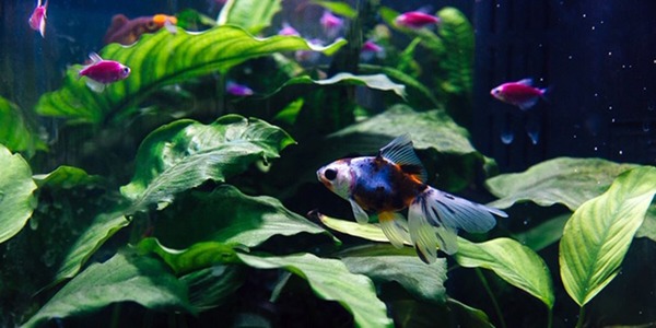 Фестиваль орхидей и хищных растений в «Аптекарском огороде»