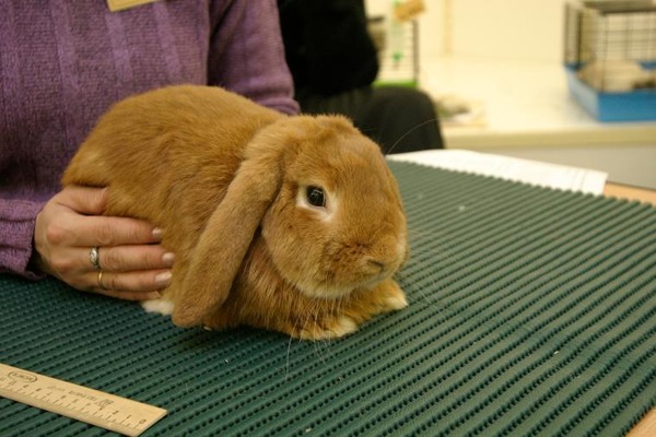 Выставка карликовых кроликов