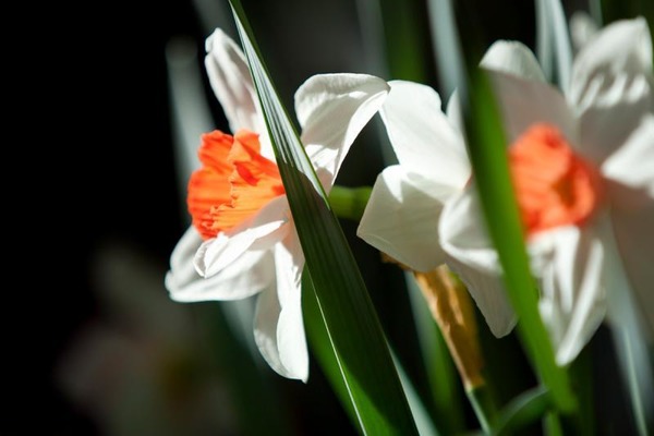 Выставка «Новый год в царстве Флоры»