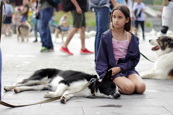 Благотворительный фестиваль «Собаки, которые любят»