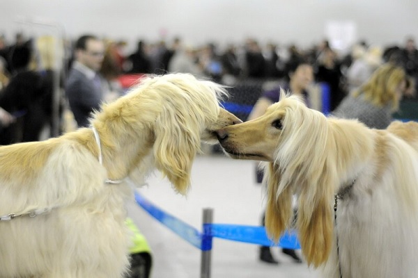Интернациональная выставка собак «ЕВРАЗИЯ-2019»
