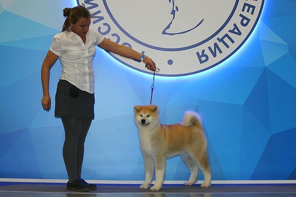 Интернациональная выставка собак «ЕВРАЗИЯ-2019»