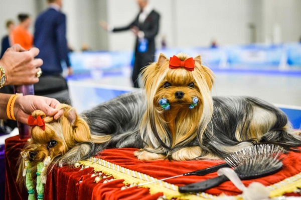 Интернациональная выставка собак «ЕВРАЗИЯ-2019»