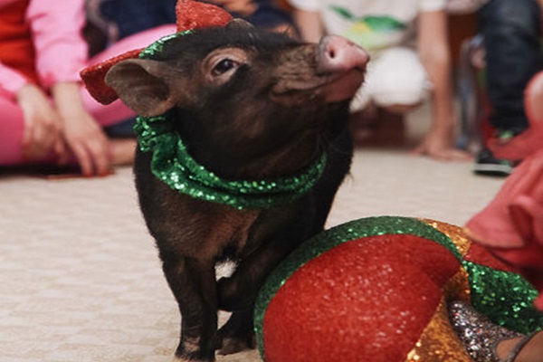 Масленица в ТРЦ «Гагаринский»