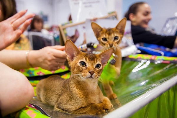 Выставка-продажа котят