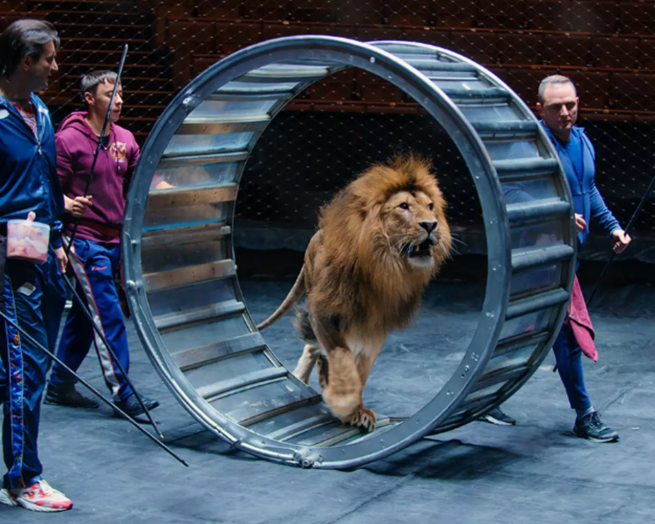 Открытая репетиция в Цирке на Вернадского