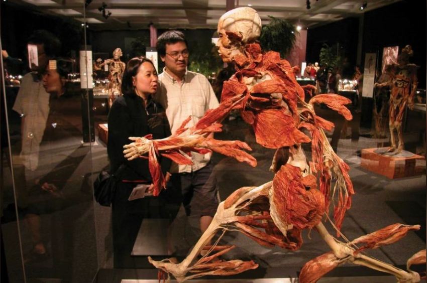 Выставка «Body Worlds. Мир тела»