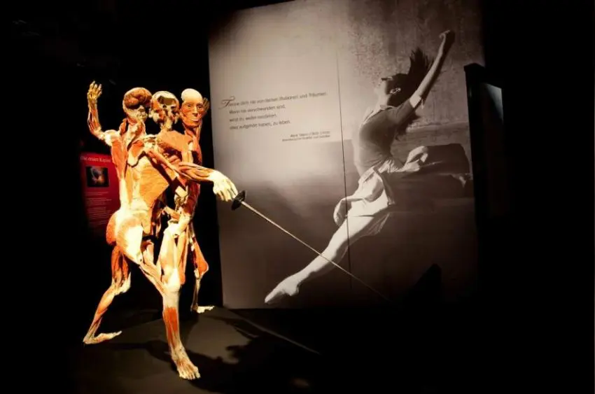 Выставка «Body Worlds. Мир тела»