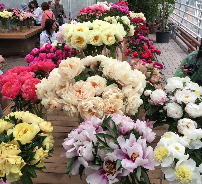 Выставка пионов и ирисов в «Аптекарском огороде»