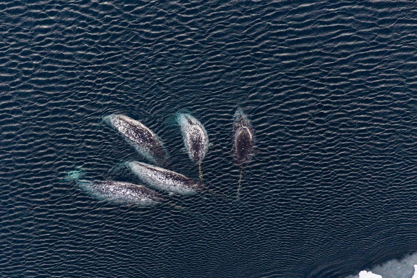 Фотовыставка «Архипелаги Арктики»