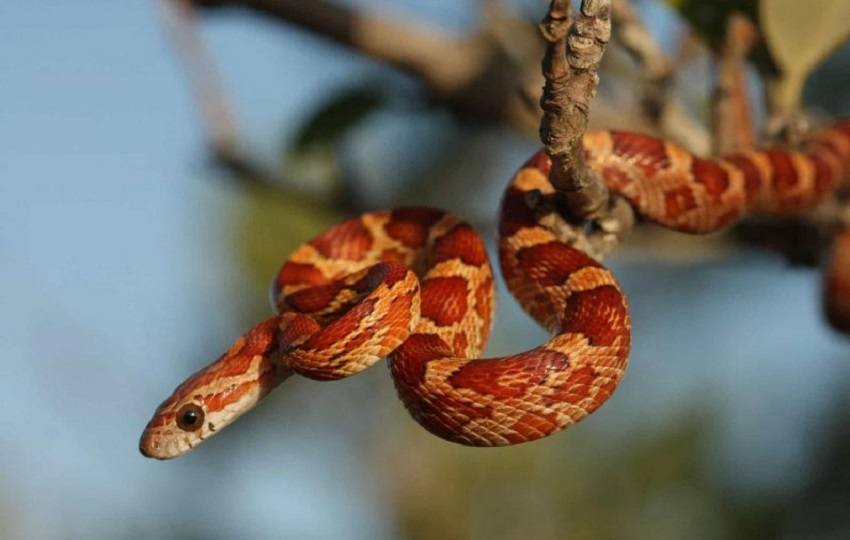 Выставка «Древолазы»