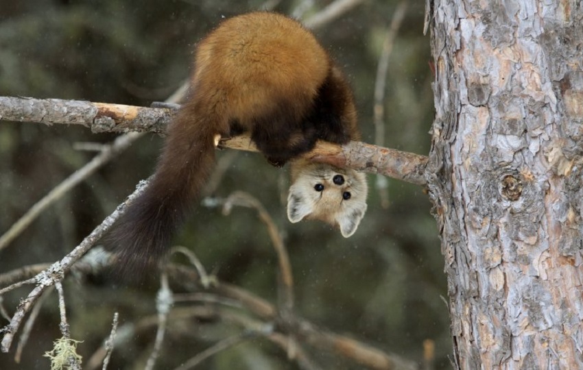 Выставка «Древолазы»