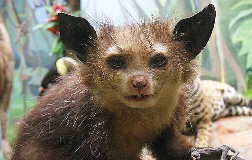 Выставка «Древолазы»