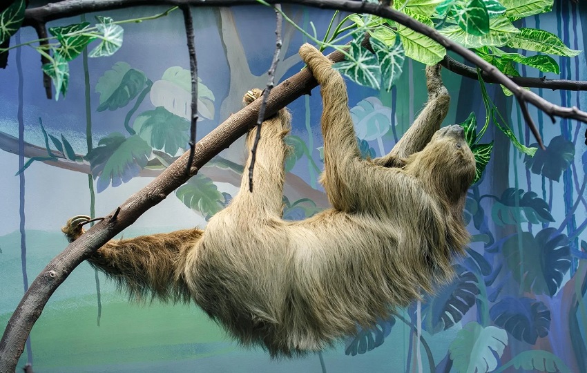 Выставка «Древолазы»