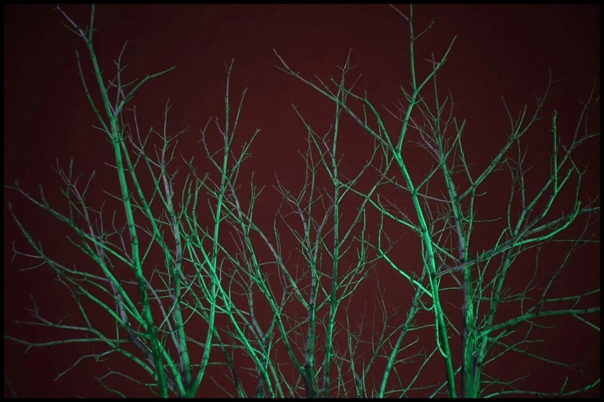 Выставка фотографий Елисея Мишина «Путь/道»